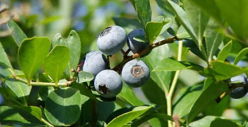 Moorhead's Blueberry Farm