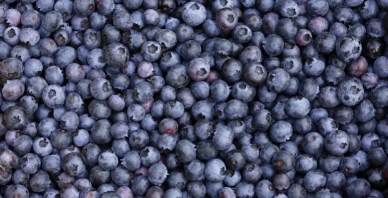 Moorhead's Blueberry Farm photo