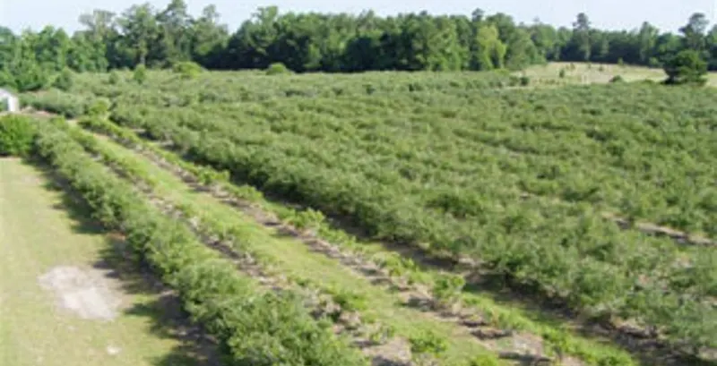 Moorhead's Blueberry Farm photo