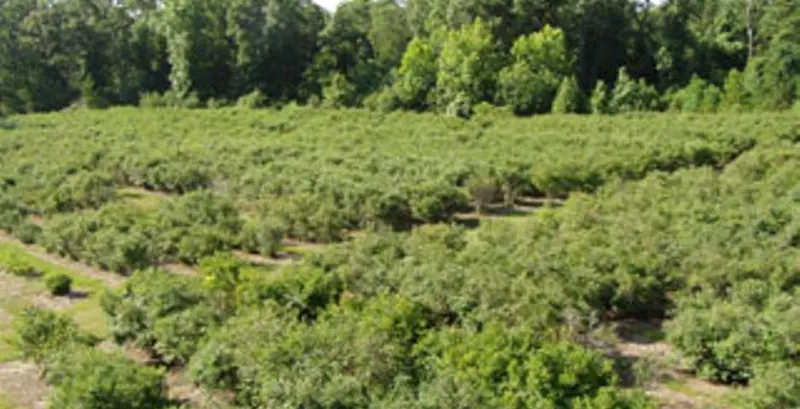 Moorhead's Blueberry Farm photo