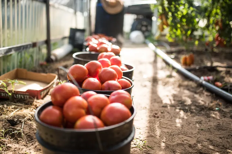 Morath Orchard photo