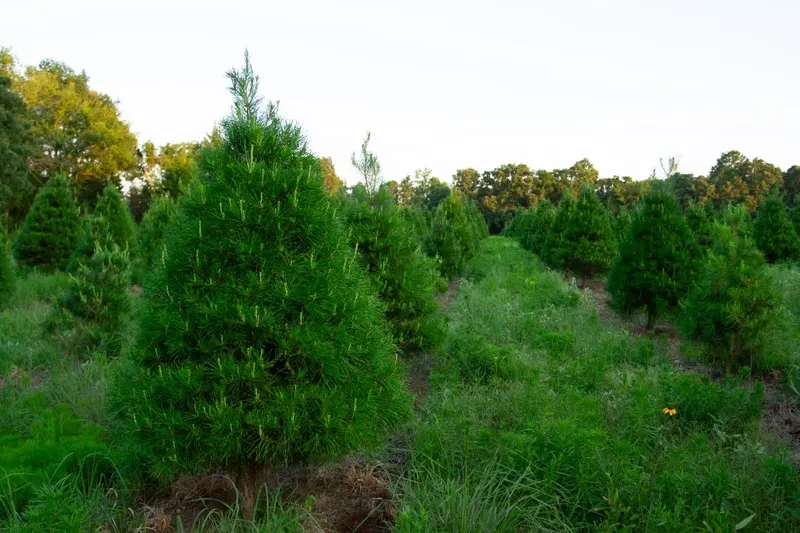 Native Branch Farm