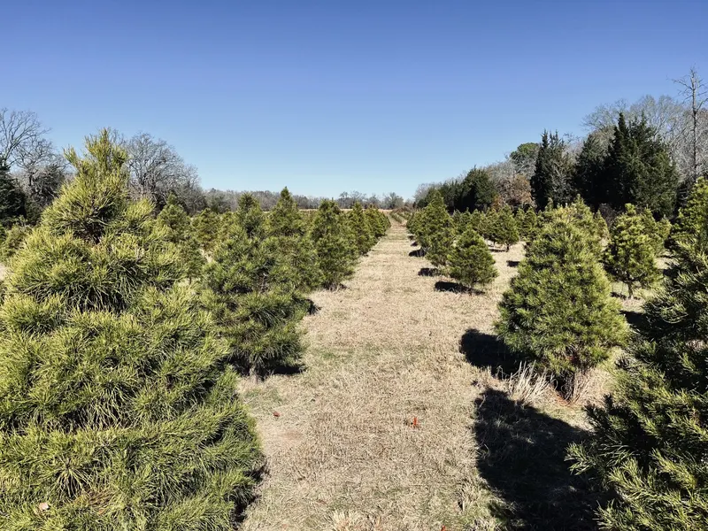 Native Branch Farm photo