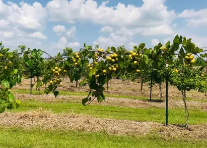 Neal's Berry Farm photo