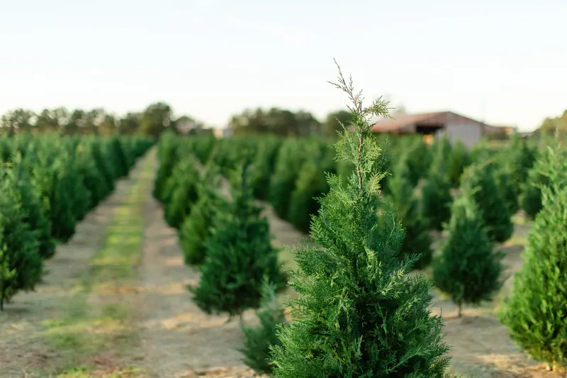 Old Time Christmas Tree Farm