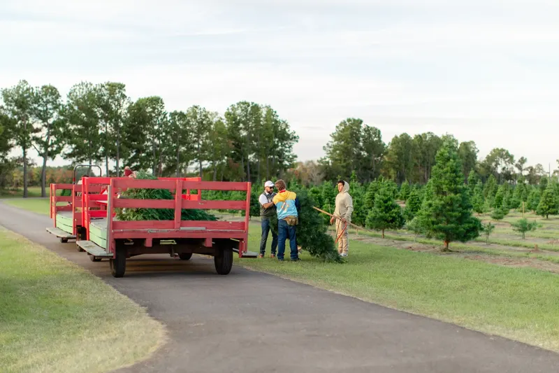 Old Time Christmas Tree Farm photo