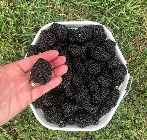 Oneal Berry Farm