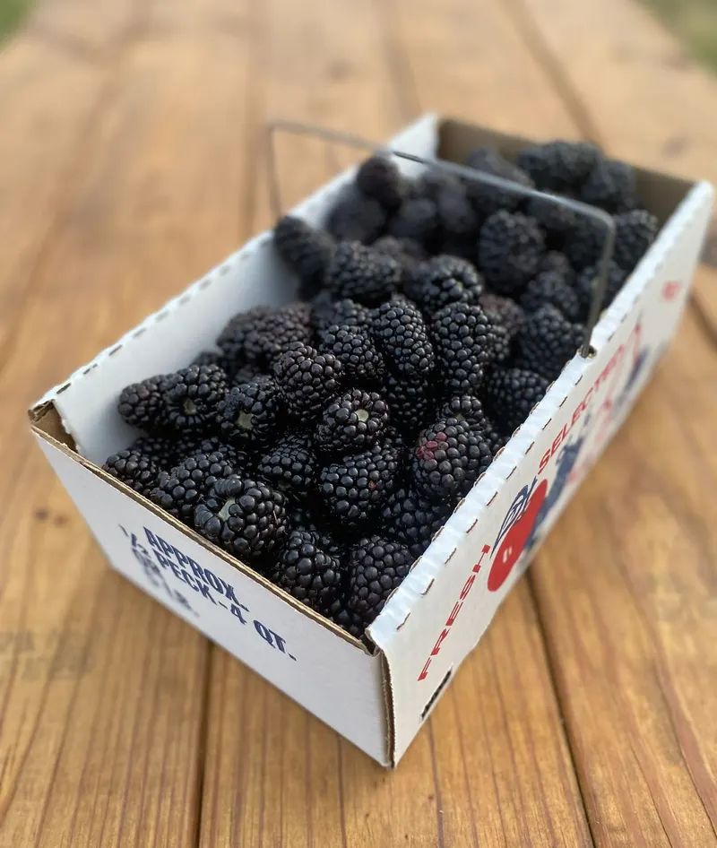 Oneal Berry Farm photo