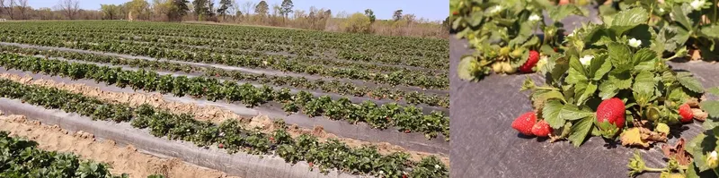 Panola Orchard & Gardens