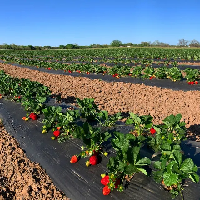 Pecan Creek Strawberry Farm photo