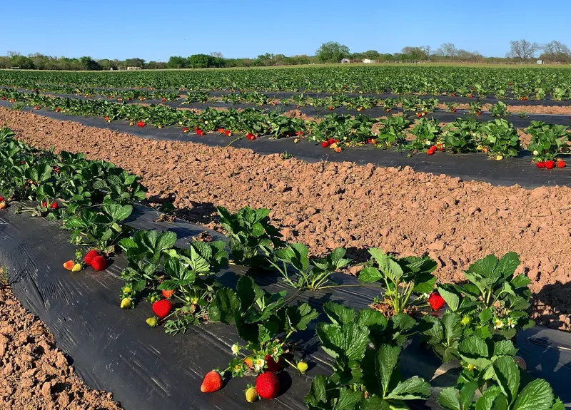 Pecan Creek Strawberry Farm photo