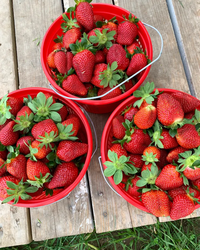 Pecan Creek Strawberry Farm photo