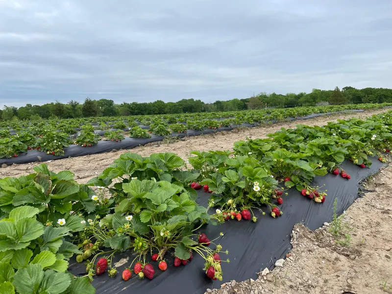 Punjab Farms photo