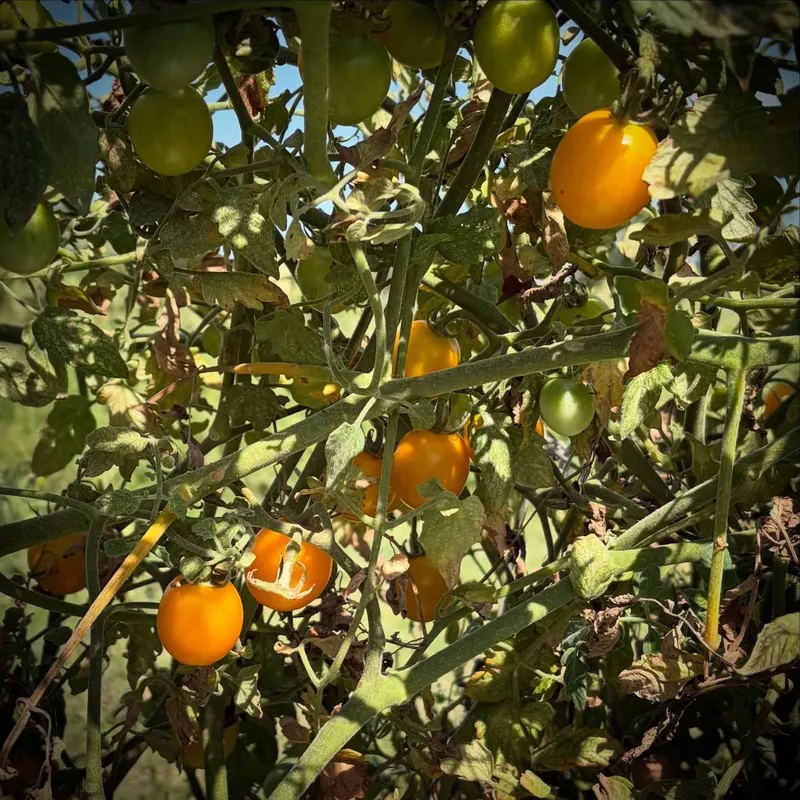Pure Land Farm photo