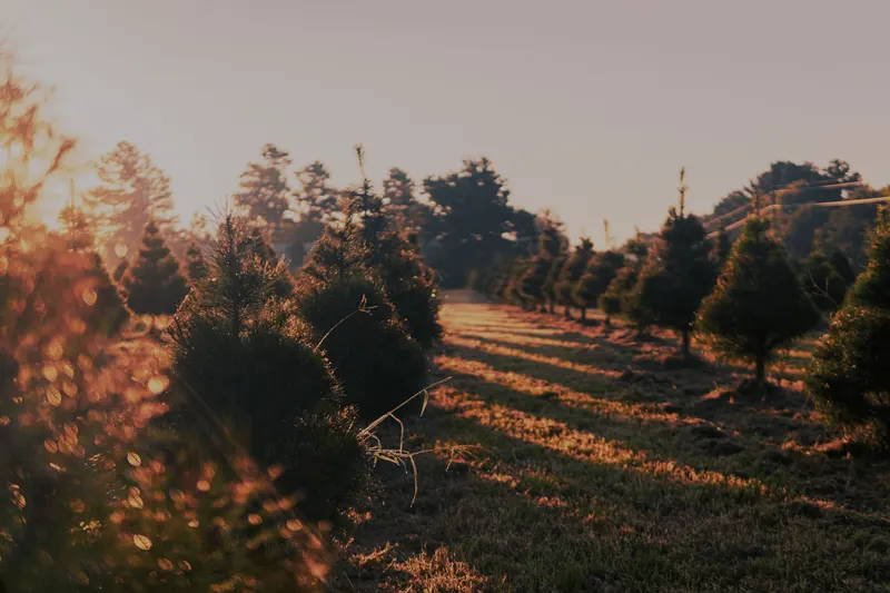 Solstice Tree Farm photo