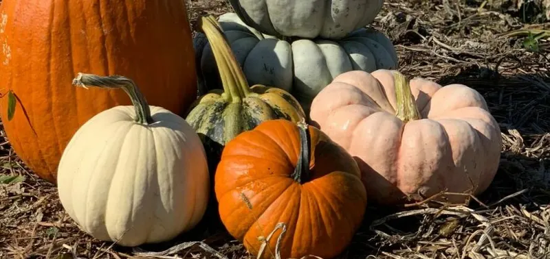Western Belle Farm photo